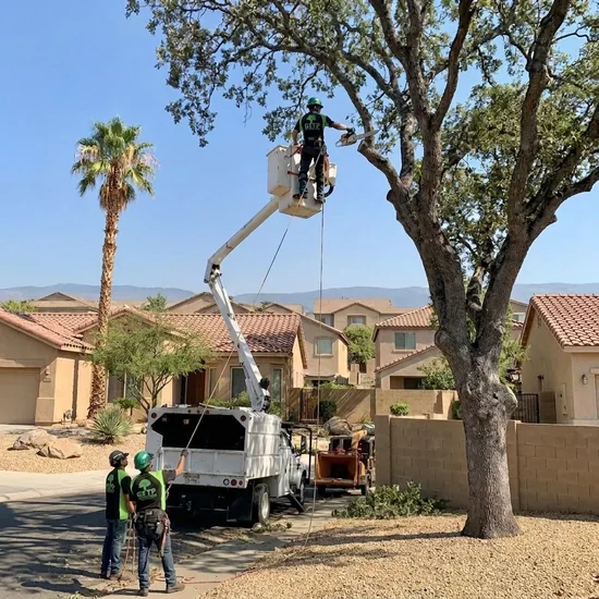 Bucket truck trimming a large oak tree in Tucson